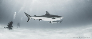 Reef Sharks by Ken Kiefer 